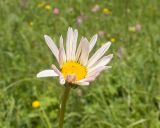 Pyrethrum coccineum