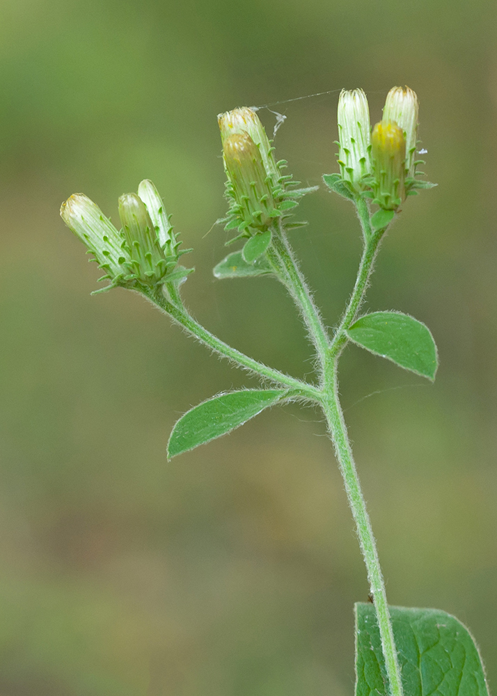 Изображение особи Inula conyza.