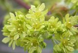 Acer platanoides