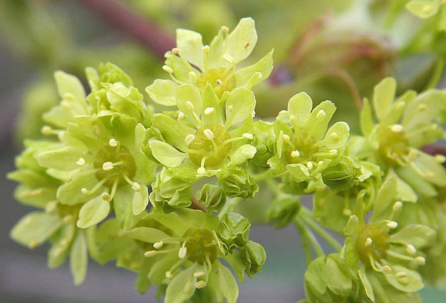 Изображение особи Acer platanoides.