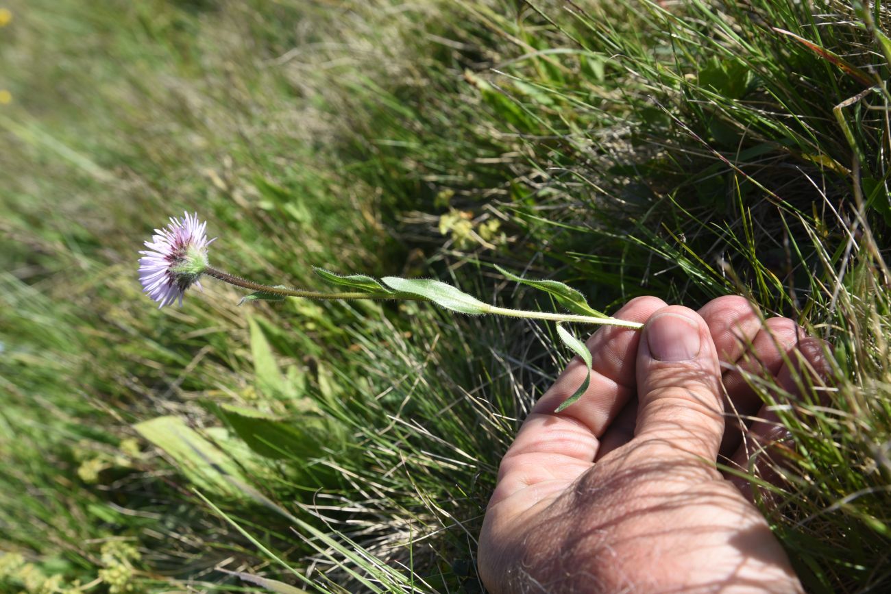 Image of Erigeron caucasicus specimen.