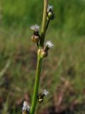 Triglochin palustris
