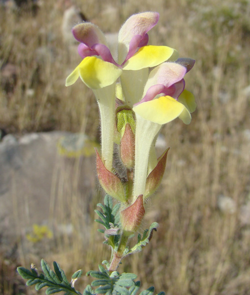 Изображение особи Scutellaria przewalskii.