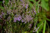 Calluna vulgaris
