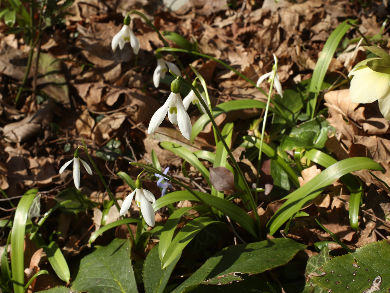 Image of Galanthus rizehensis specimen.