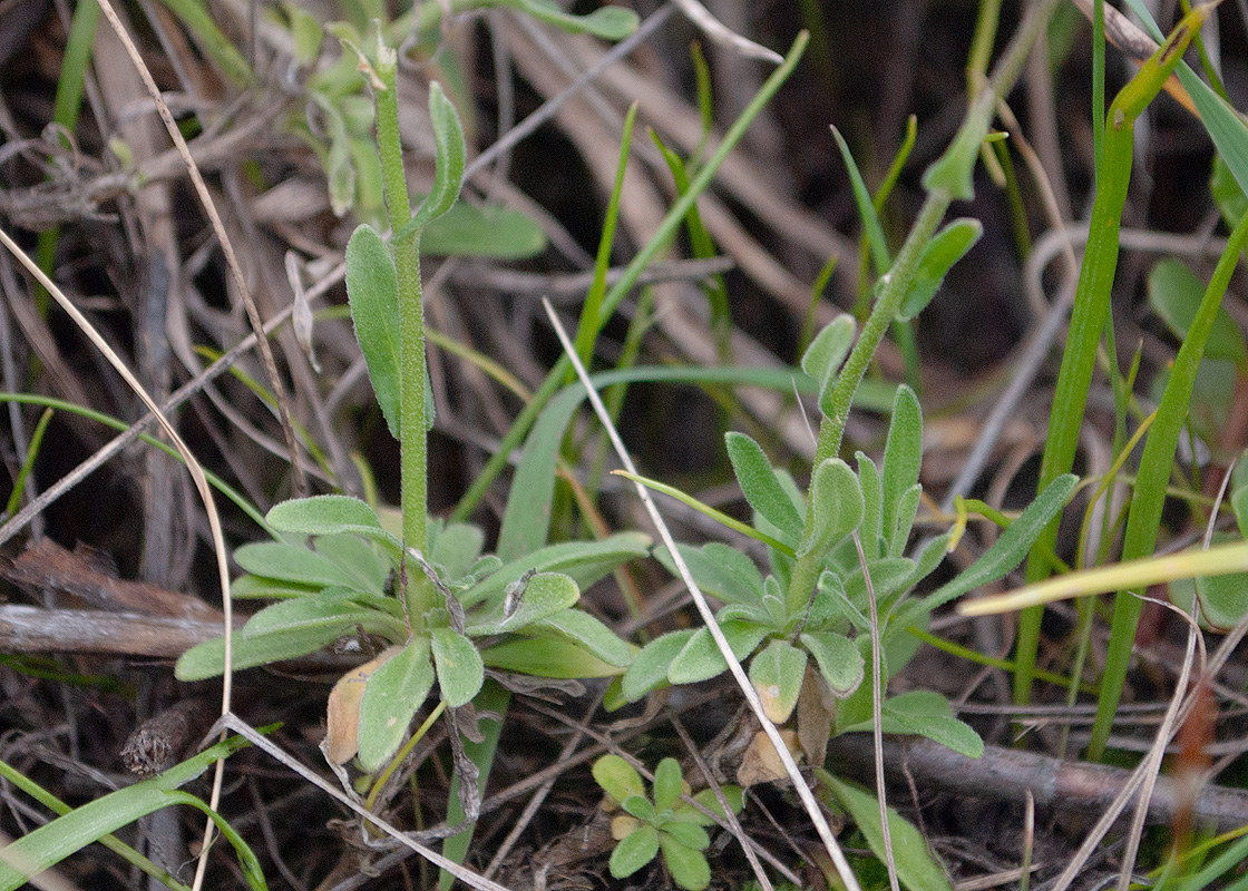 Image of Dendroarabis fruticulosa specimen.
