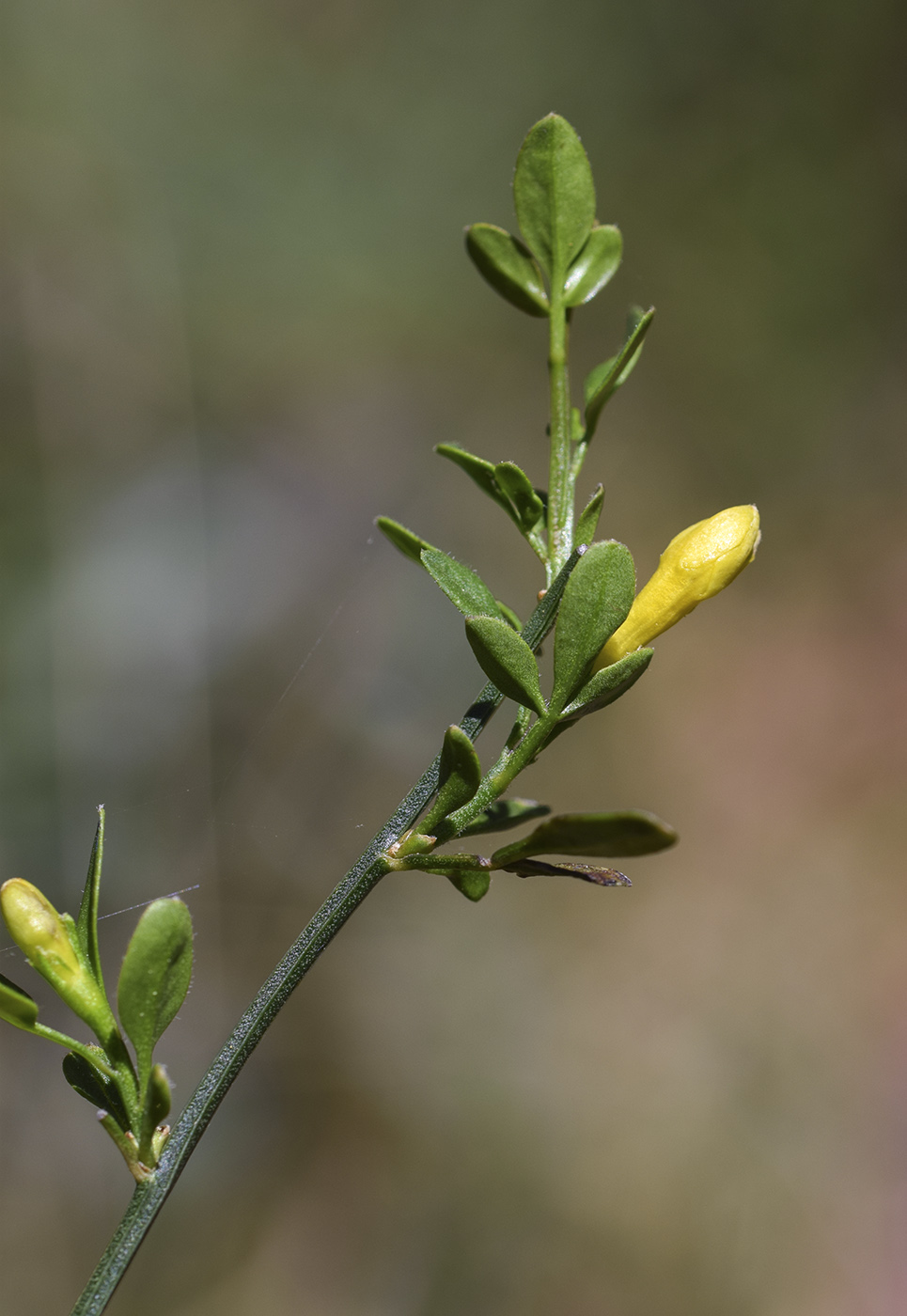 Изображение особи Jasminum fruticans.
