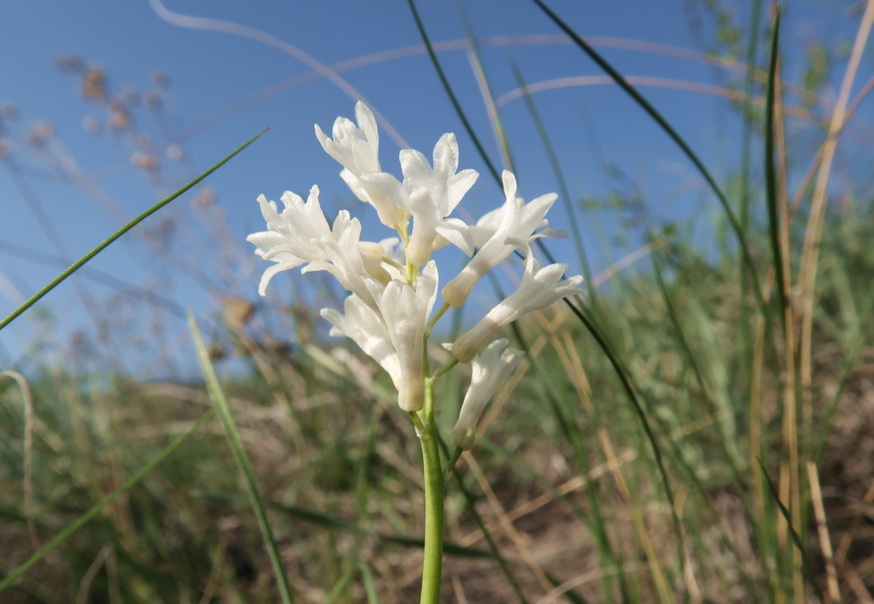 Изображение особи Hyacinthella pallasiana.