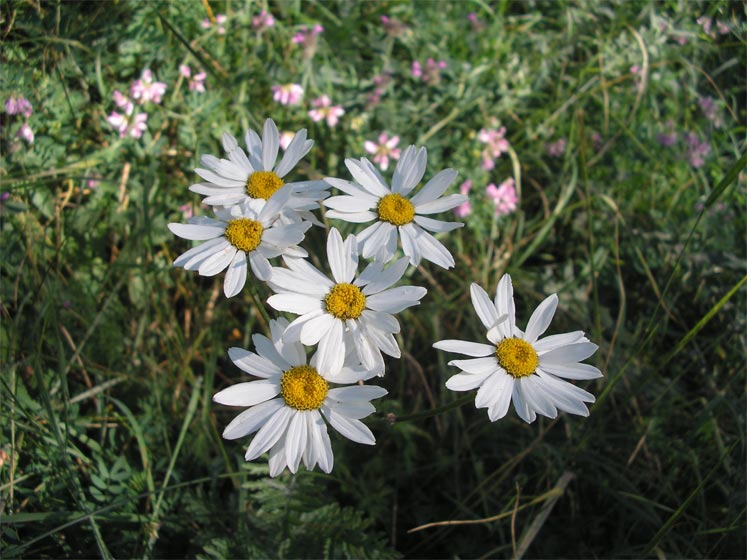 Изображение особи Pyrethrum corymbosum.