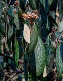 Viburnum rhytidophyllum