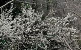 род Prunus