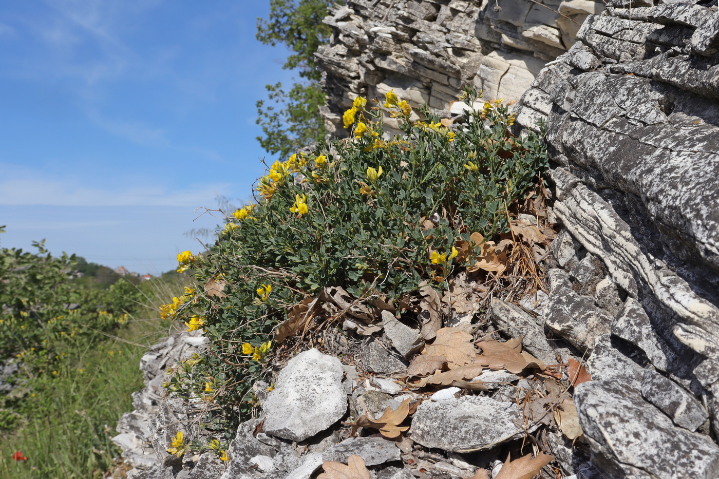 Image of Medicago saxatilis specimen.
