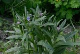 Смотреть изображение Cynoglossum officinale
