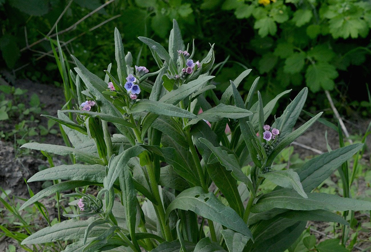 Image of Cynoglossum officinale specimen.