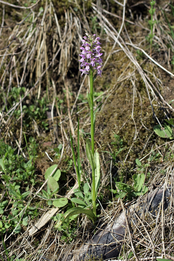 Изображение особи Dactylorhiza baltica.