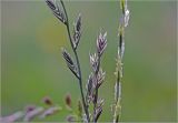 genus Lolium. Соцветия. Московская обл., Раменский р-н, окр. дер. Хрипань, садовый участок. 12.06.2025.