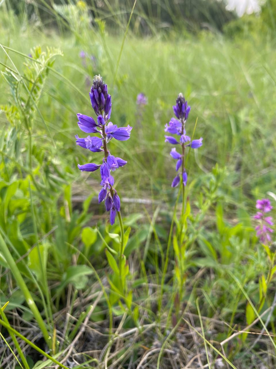 Image of Polygala hybrida specimen.