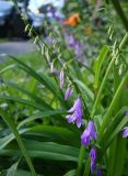Campanula rapunculoides