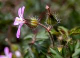 Geranium purpureum. Цветок и завязавшийся плод. Крым, г. Судак, ур. Алчак-Кая, скалистый ЮВ склон. 10.04.2025.