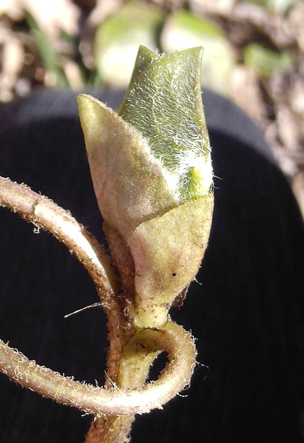 Изображение особи Asarum europaeum.