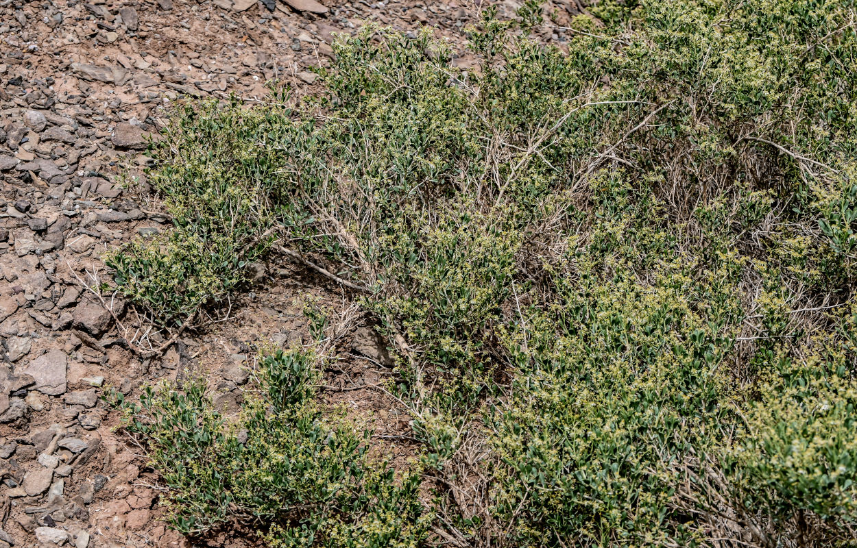 Image of Nitraria sibirica specimen.