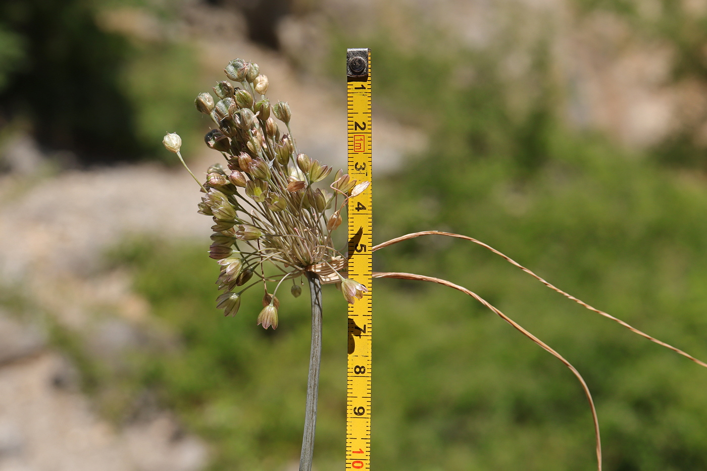 Image of genus Allium specimen.