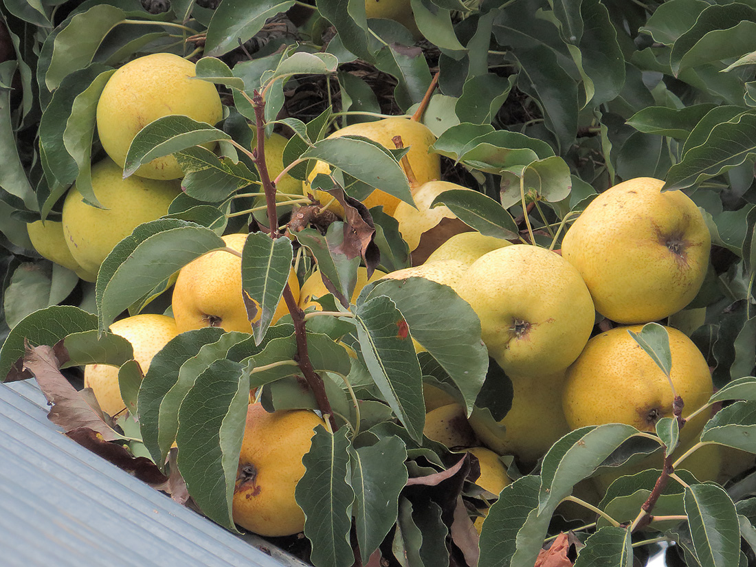 Изображение особи Pyrus communis.