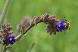 Anchusa officinalis. Часть соцветия с бутонами, завязями и цветком с сидящим большим(?) жужжалом. Беларусь, Витебская обл., окр. пос. Езерище, суходольный луг по залежи. 11.06.2025.