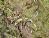 Vachellia karroo. Часть веточки со зрелыми плодами (один плод вскрыт). Жирона, комарка Баш Эмпорда, муниципалитет Калонже, дубово-сосновый лес, обочина просёлочной дороги, беглец из культуры. 18.09.2025.