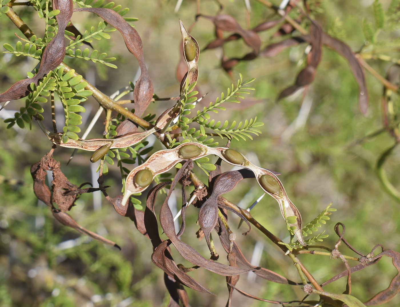 Image of Vachellia karroo specimen.