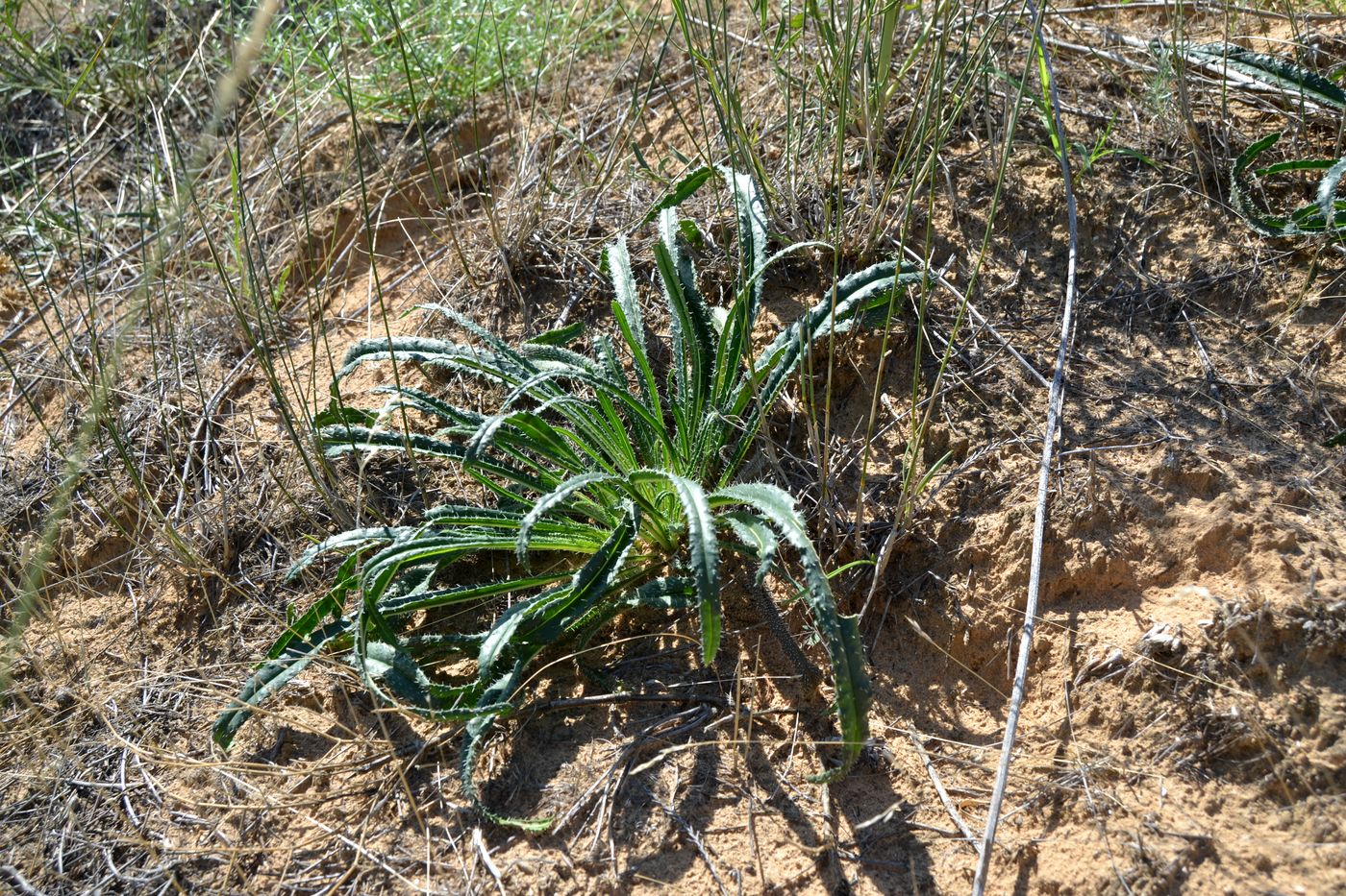 Изображение особи Onosma setosa.
