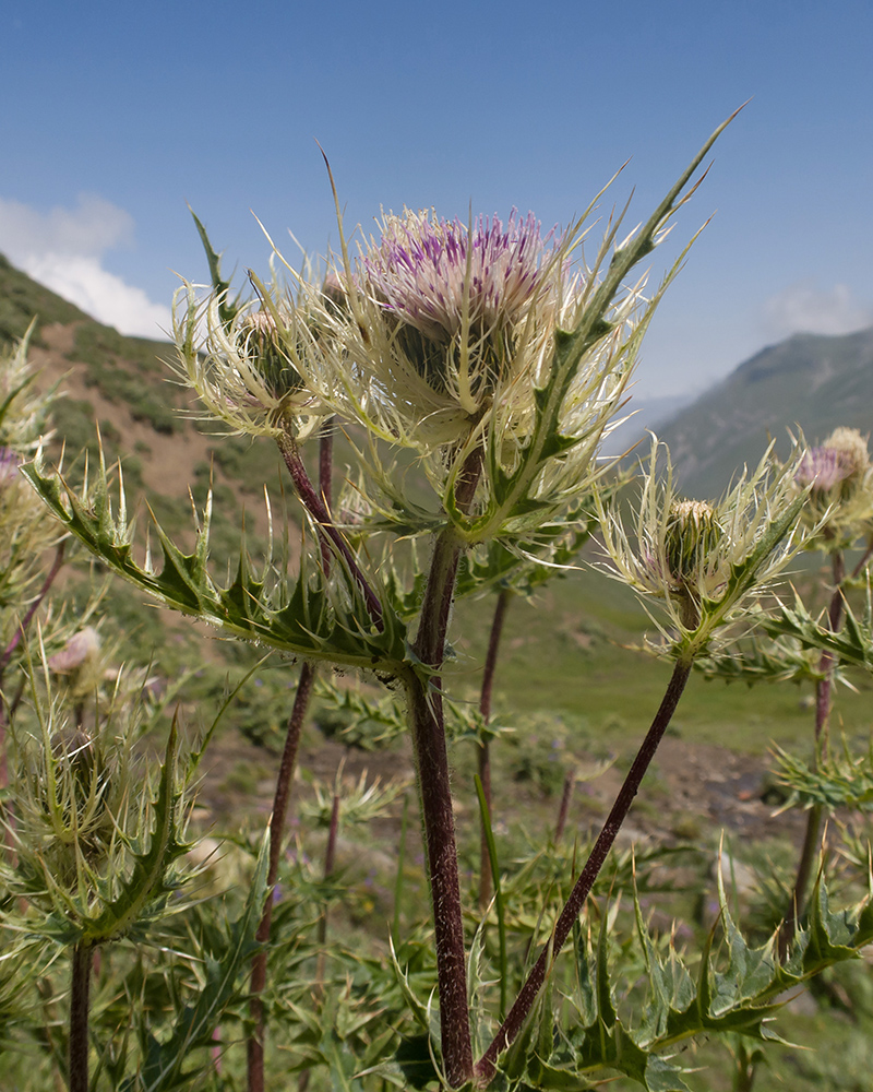 Изображение особи Cirsium obvallatum.