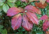 Parthenocissus quinquefolia. Лист в осеннем окрасе. Московская обл., Раменский р-н, окр. дер. Хрипань, садовый участок. 24.09.2025.