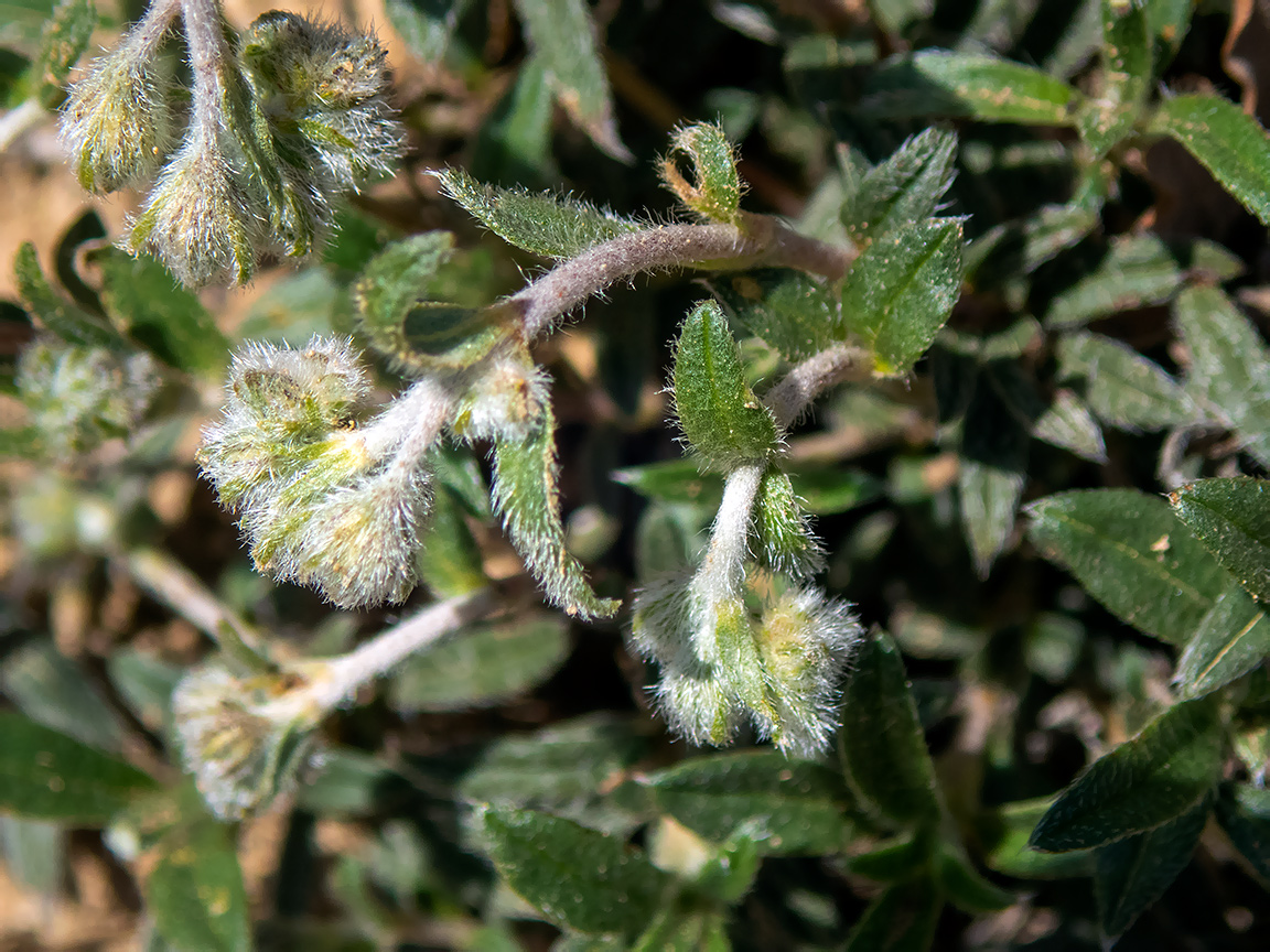 Изображение особи Helianthemum georgicum.