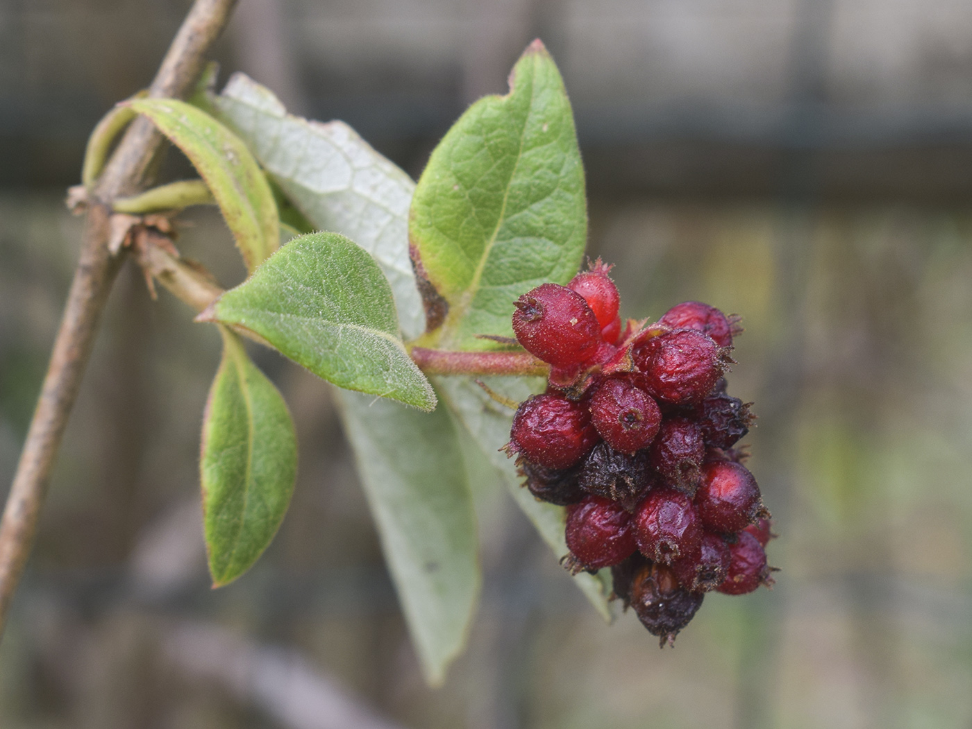 Изображение особи Lonicera periclymenum.