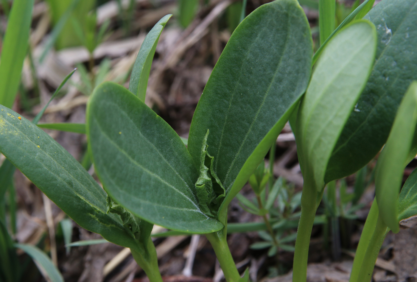 Изображение особи Echinocystis lobata.