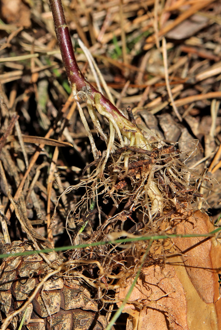 Изображение особи Galeopsis bifida.