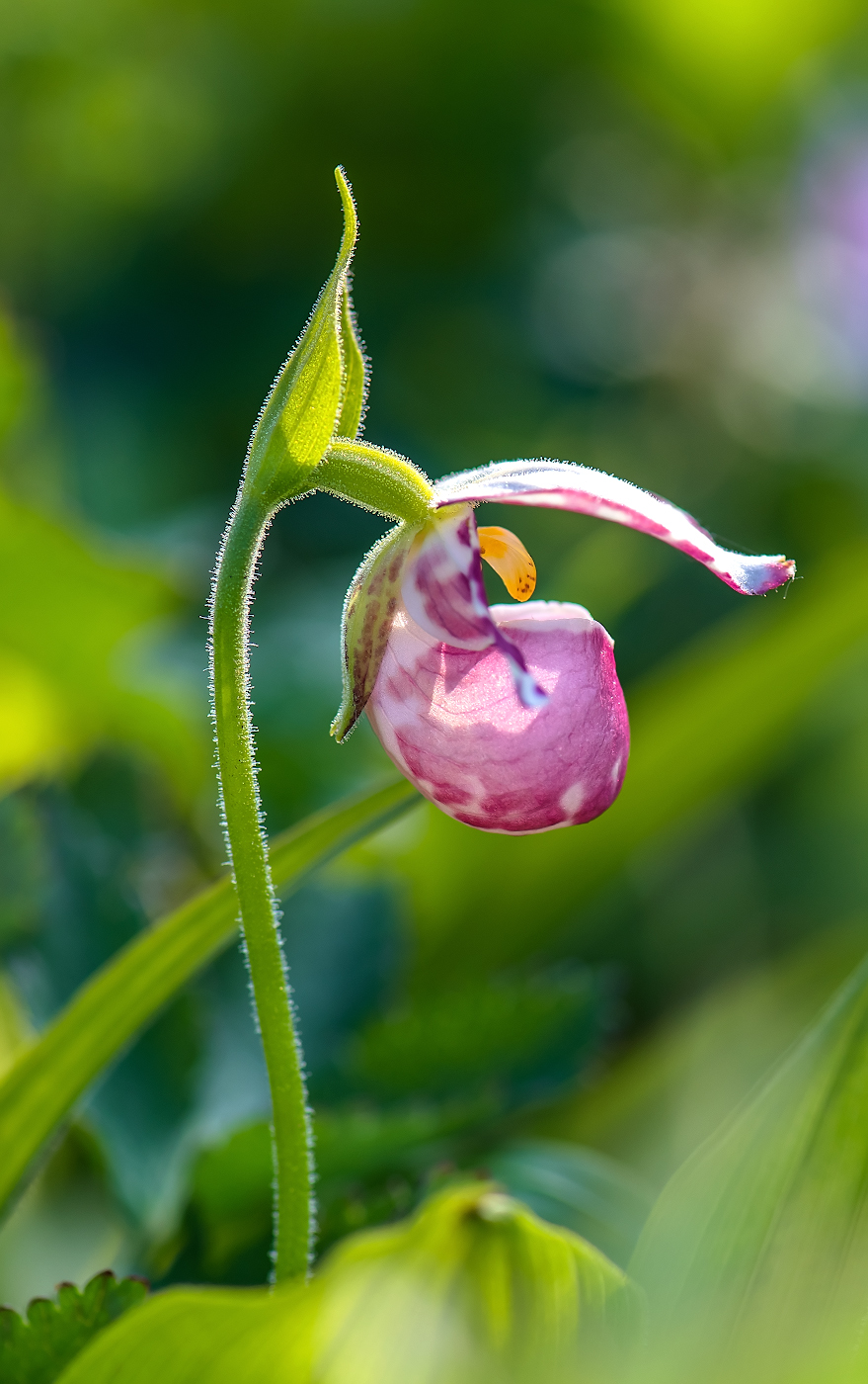 Изображение особи Cypripedium guttatum.