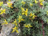 Genista anatolica