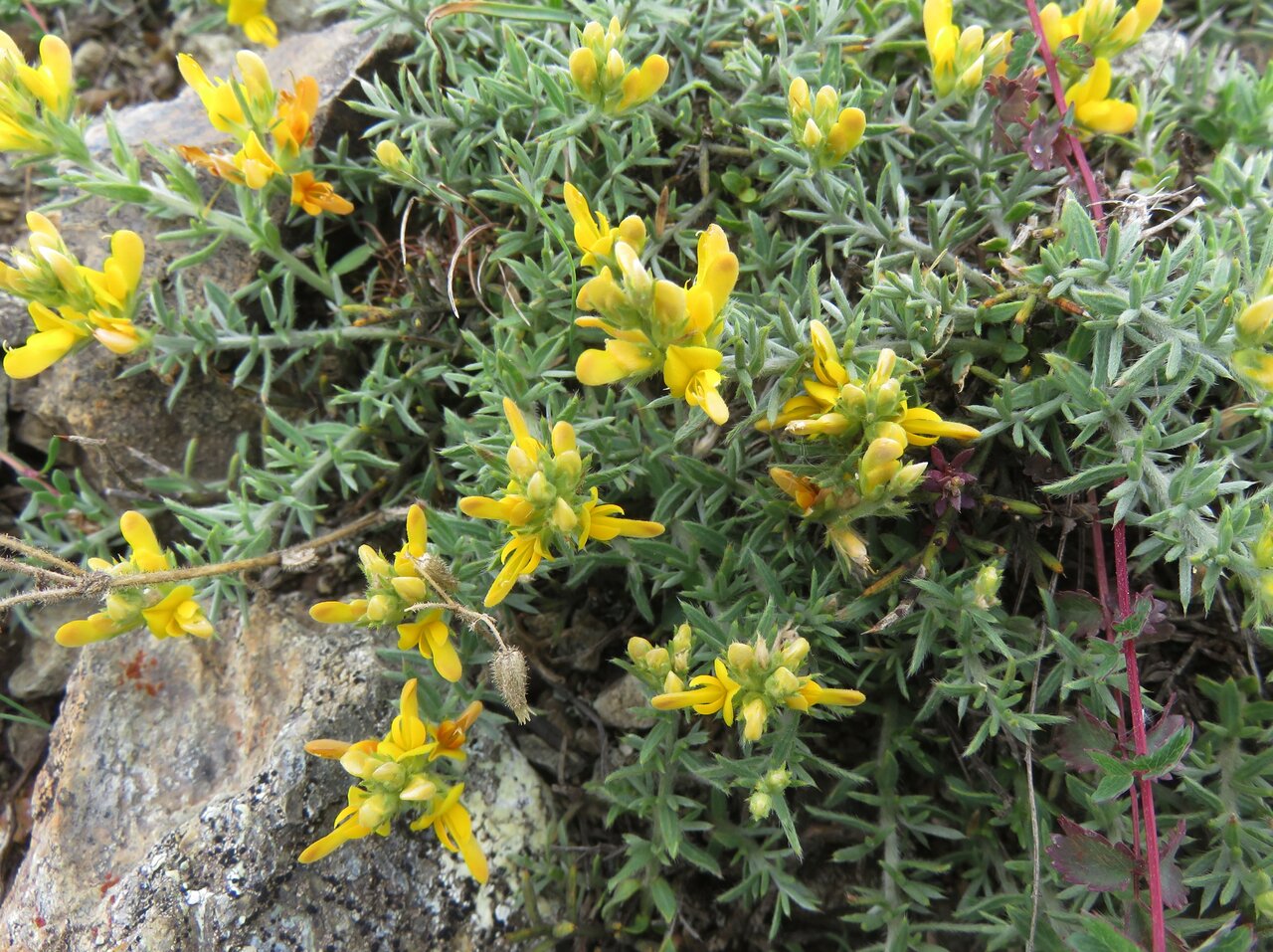 Изображение особи Genista anatolica.