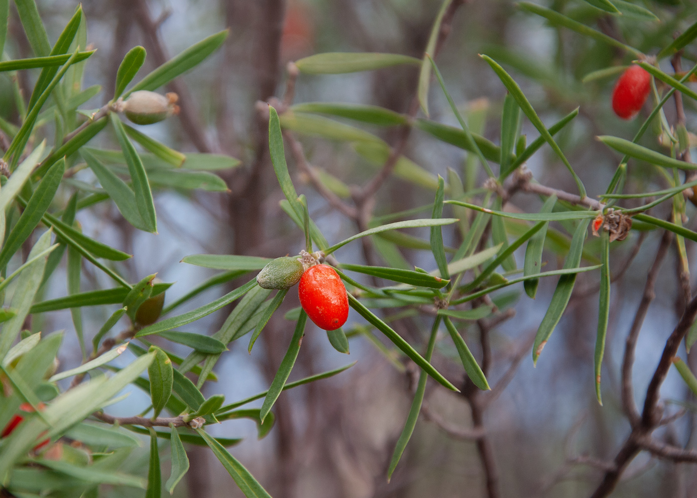 Image of Daphne gnidioides specimen.