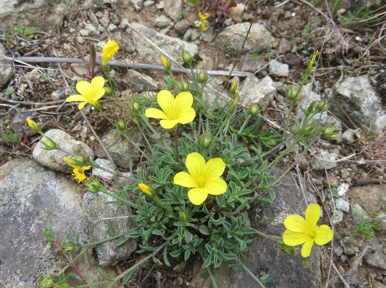 Image of Linum tauricum specimen.