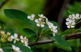 Cotoneaster multiflorus. Часть ветви с соцветием. Китай, пров. Шэньси, национальный парк \"Хуашань\", ≈ 2000 м н.у.м., опушка смешанного леса. 02.06.2025.