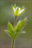 Cerastium brachypetalum subspecies tauricum