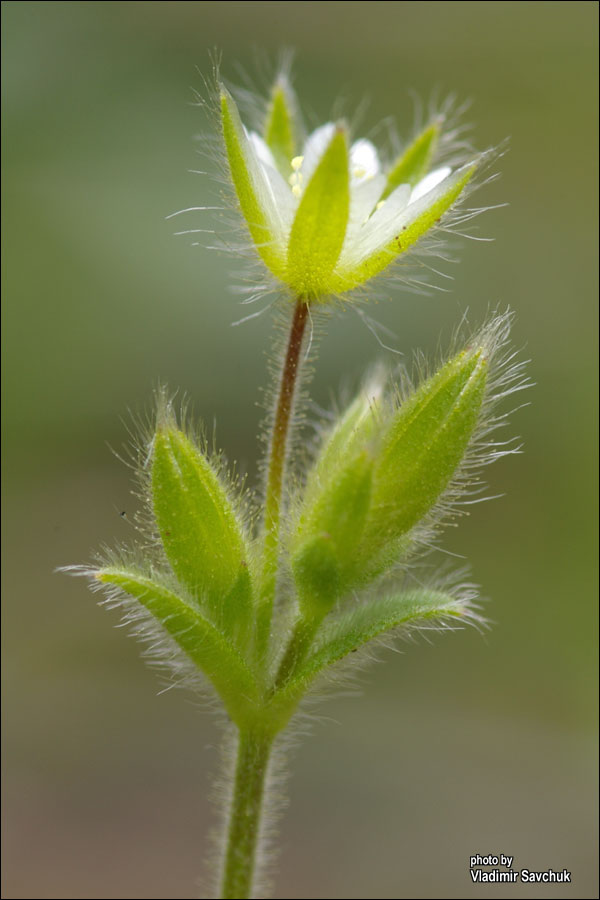 Image of Cerastium brachypetalum ssp. tauricum specimen.