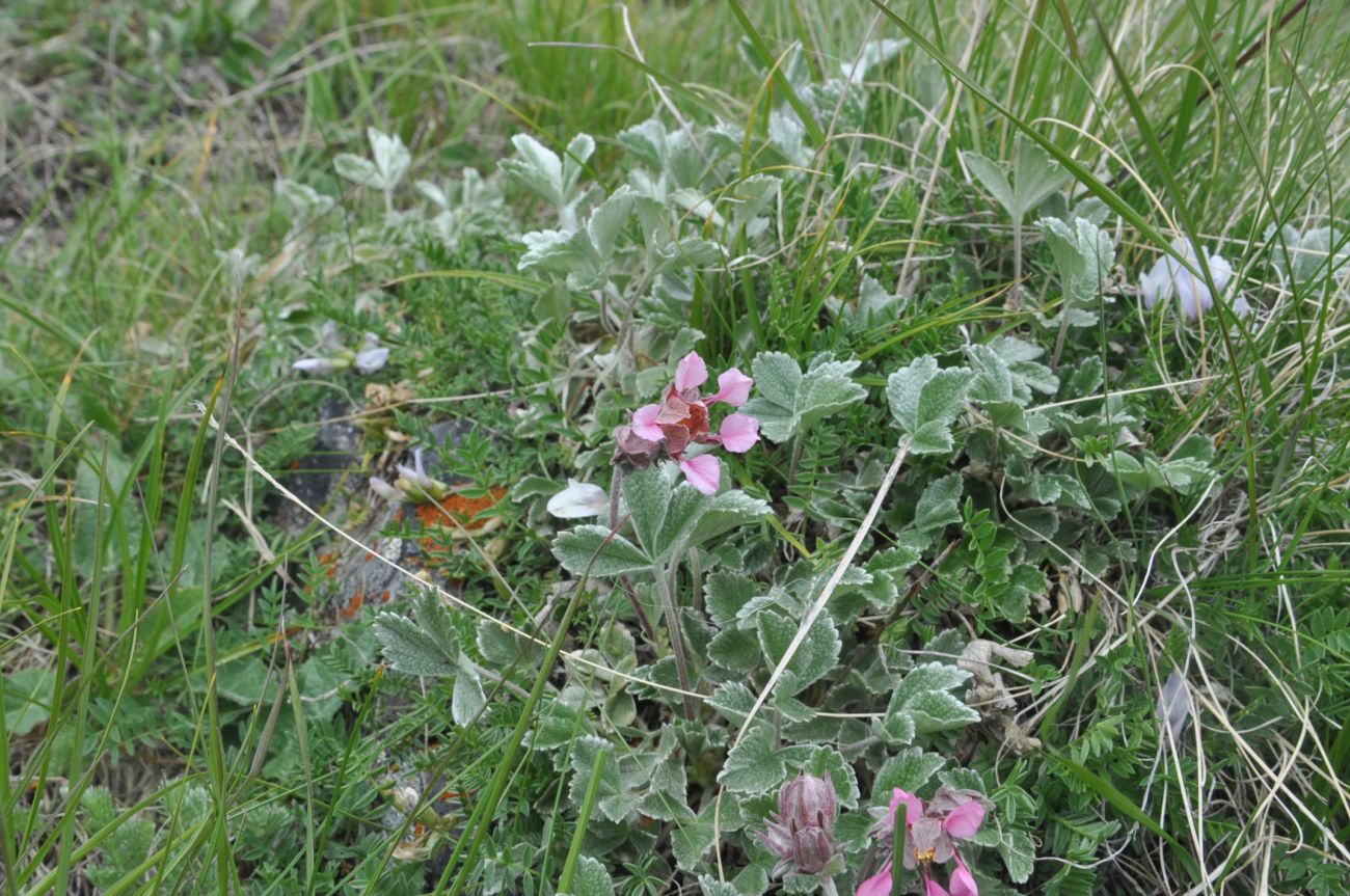 Image of Potentilla divina specimen.