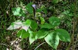 Arisaema bockii