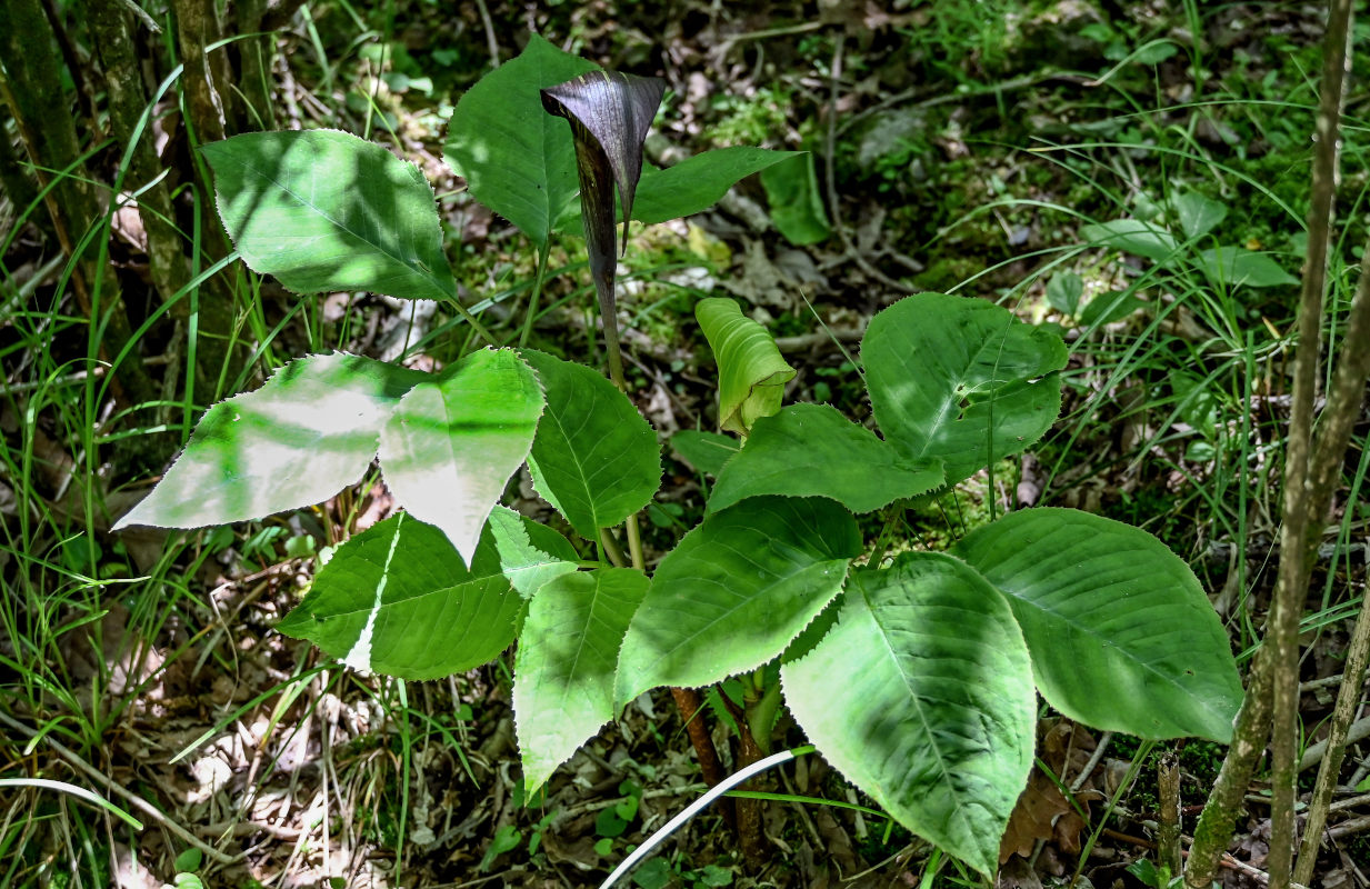 Изображение особи Arisaema bockii.
