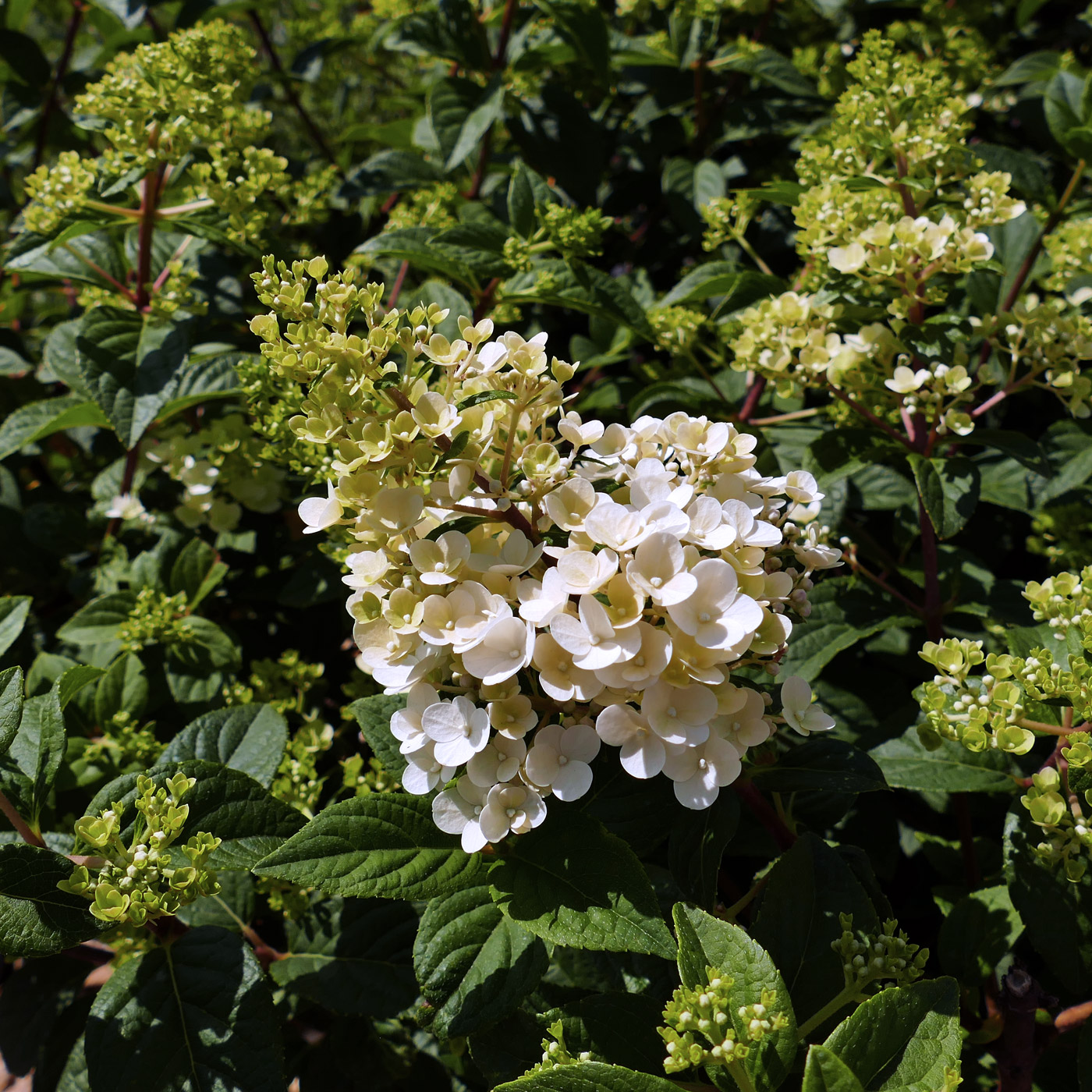 Image of Hydrangea paniculata specimen.