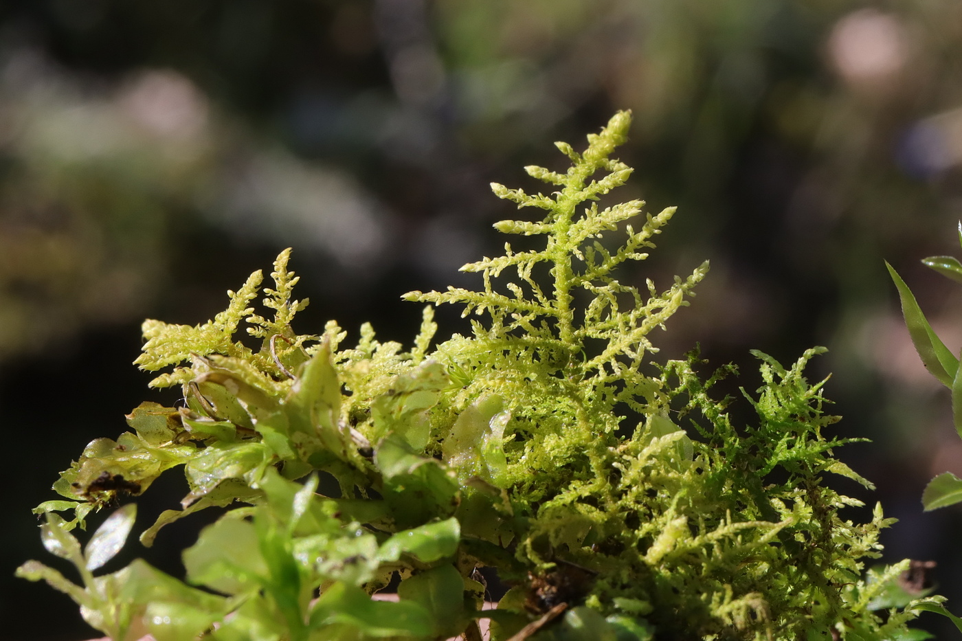Image of Thuidium recognitum specimen.